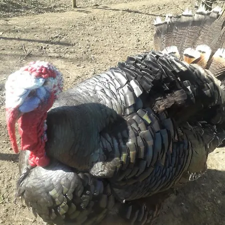 La Carabol Der Voillecomte