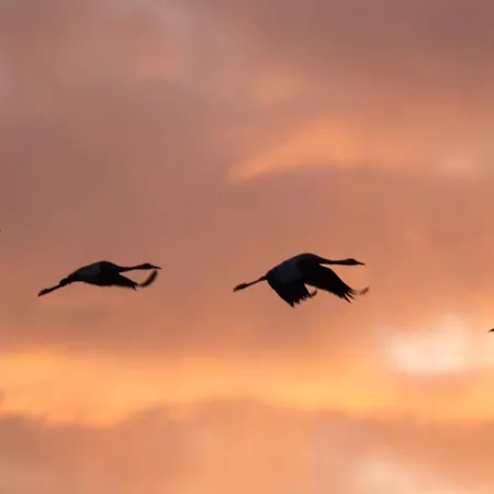 La Carabol Der Daire *