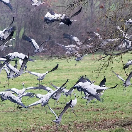 La Carabol Der * Voillecomte