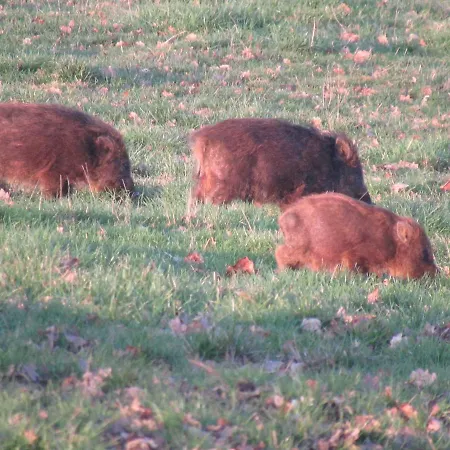 La Carabol Der * Voillecomte