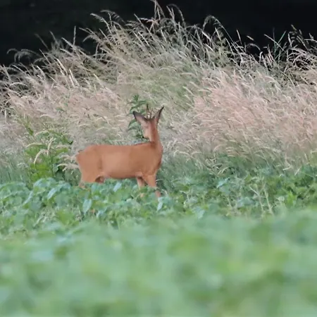 La Carabol Der * Voillecomte
