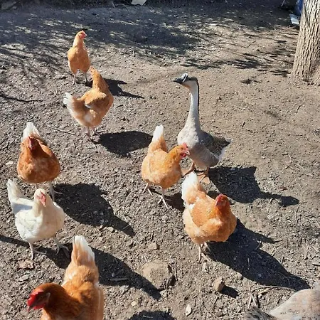 Lejlighed La Carabol Der *